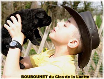 bouvier des flandres photo chiot - Elevage Clos Luette -  COPYRIGHT DEPOSE